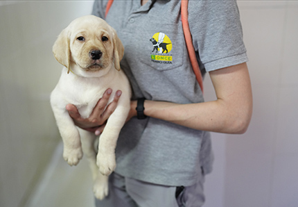 Cachorro en brazos de una cuidadora de la Fundación ONCE del Perro Guía